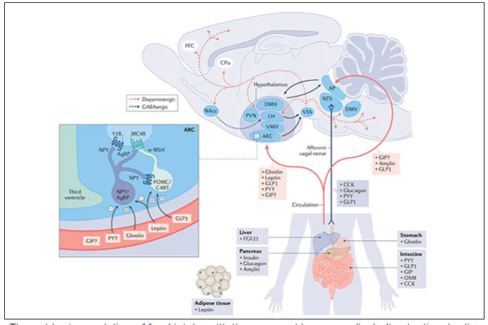 The gut-brain regulation of food intake with the many gut hormones and targets in the body and brain regions.