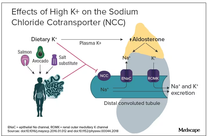 Effects of High K+ on the Sodium Chloride Cotransporter (NCC)