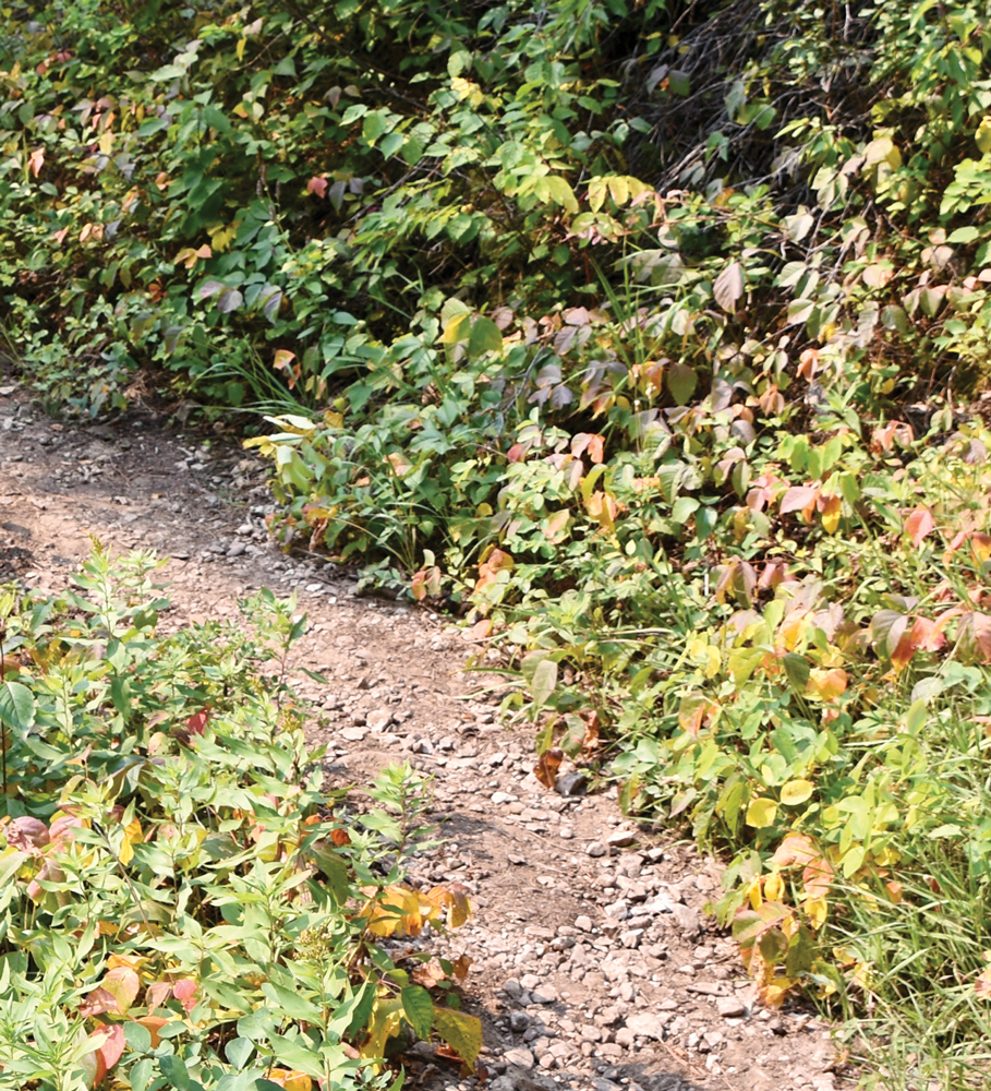 Hiker’s view of red leaves on a western poison ivy shrub (Toxicodendron rydbergii)(photographed from a distance of 3 meters) in Spearfish Canyon, South Dakota.