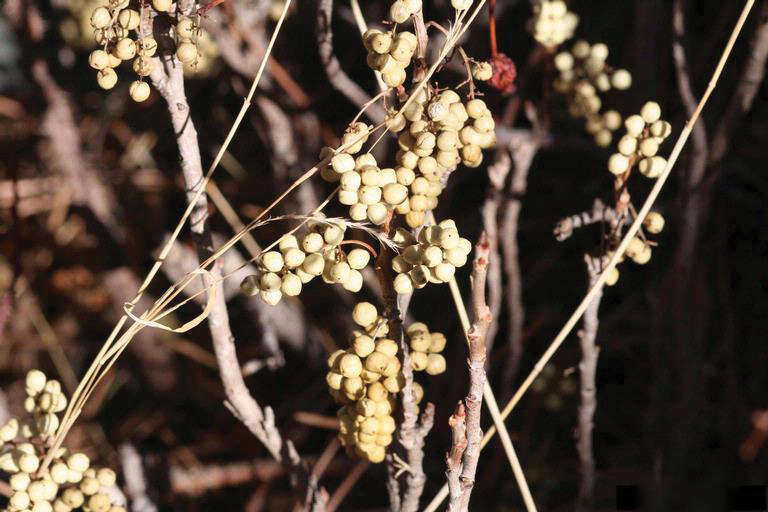 Mature fruit of Toxicodendron rydbergii in winter.