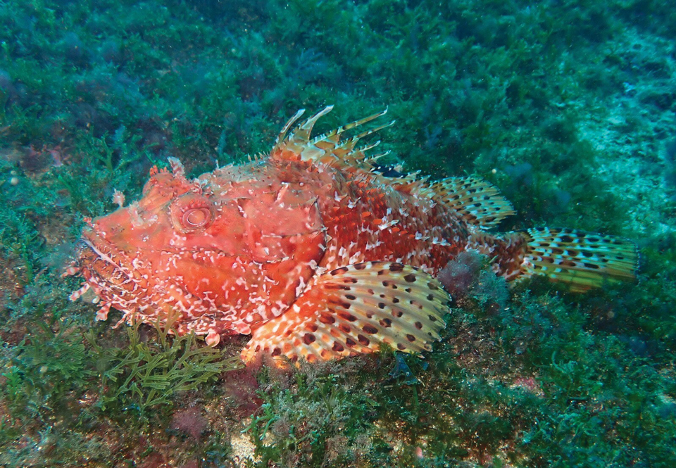 Red scorpionfish (Scorpaena scrofa).