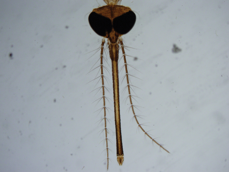 Female mosquito