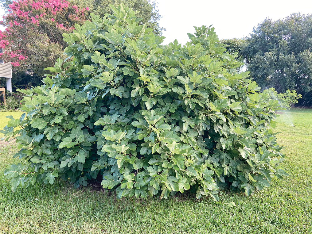 Ficus carica (common fig). 