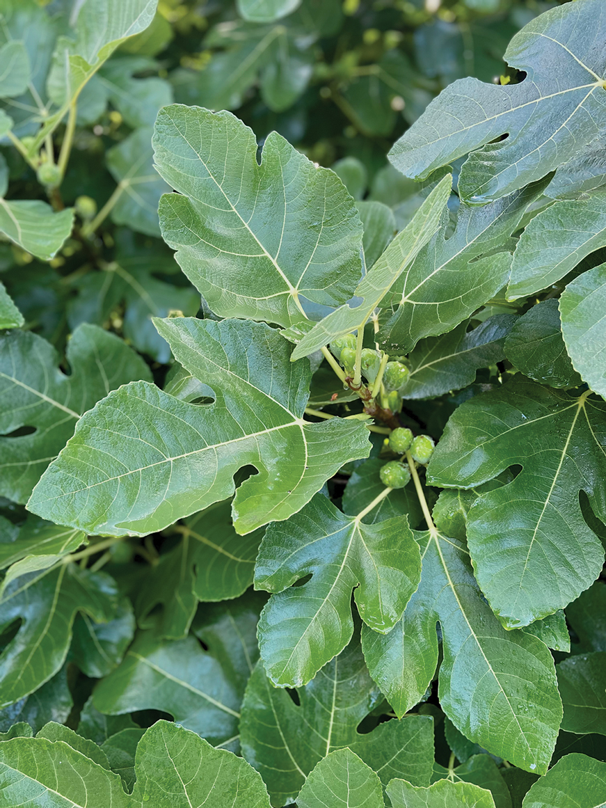 Immature fruit of the common fig tree.