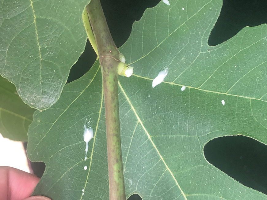 Leaves and milky sap of the common fig tree.