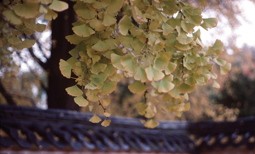 Ginkgo leaves in clusters of 3 to 5.