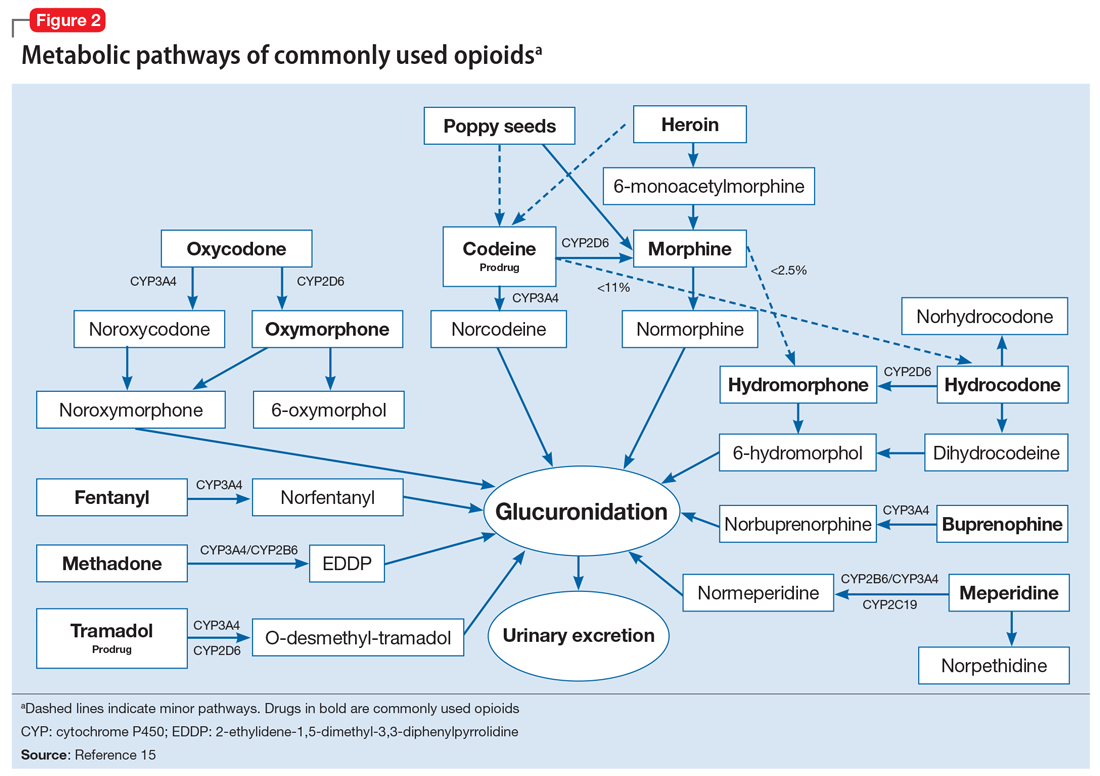 Metabolic pathways of commonly used opioids