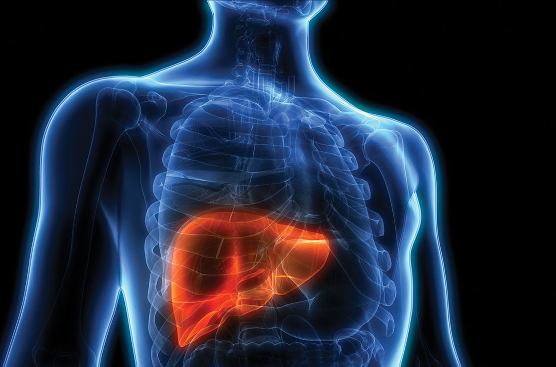 Liver outline in body