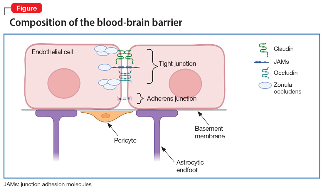 Composition of the blood-brain barrier