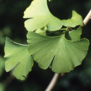 Fan-shaped leaves of the ginkgo tree