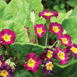 Primula obconica (also known as German primrose and Libre Magenta).