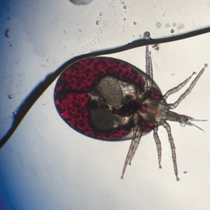 Tropical rat mite (Ornithonyssus bacoti) under microscopy