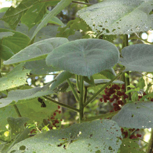 Leaf and fruit of Dendrocnide moroides. 