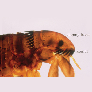 Cat flea (Ctenocephalides felis)