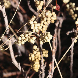 Mature fruit of Toxicodendron rydbergii in winter.