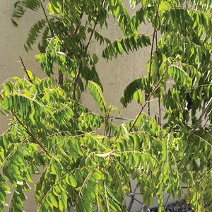 Leaves of a neem plant (Azadirachta indica)