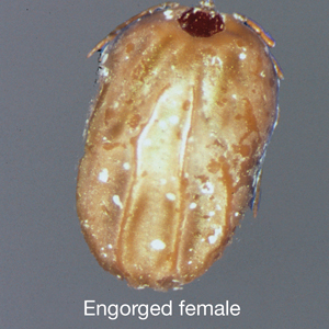 Rhipicephalus ticks are brown and teardrop shaped with an inornate scutum. The hexagonal basis capitulum is a defining characteristic. The image is in the public domain.