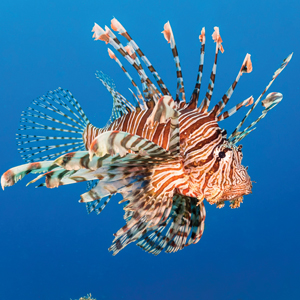 Lionfish (Pterois volitans)