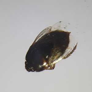 CT116003094_300x300
