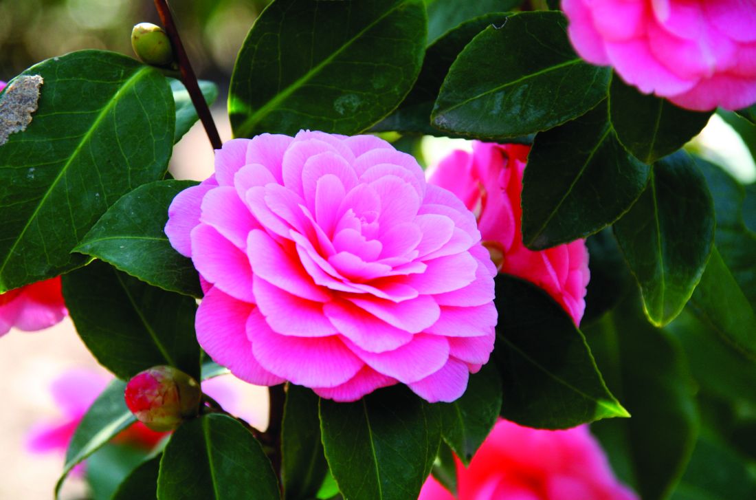 Camellia japonica