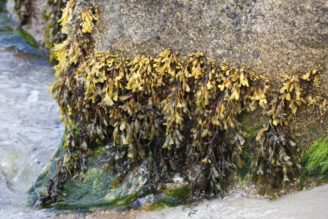 Bladderwrack (Fucus vesiculosus), a type of seaweed, is shown.