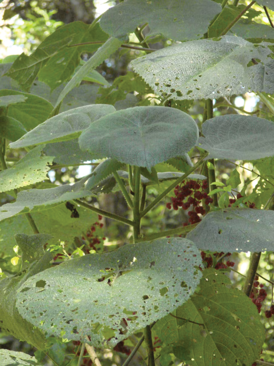 Leaf and fruit of Dendrocnide moroides. 