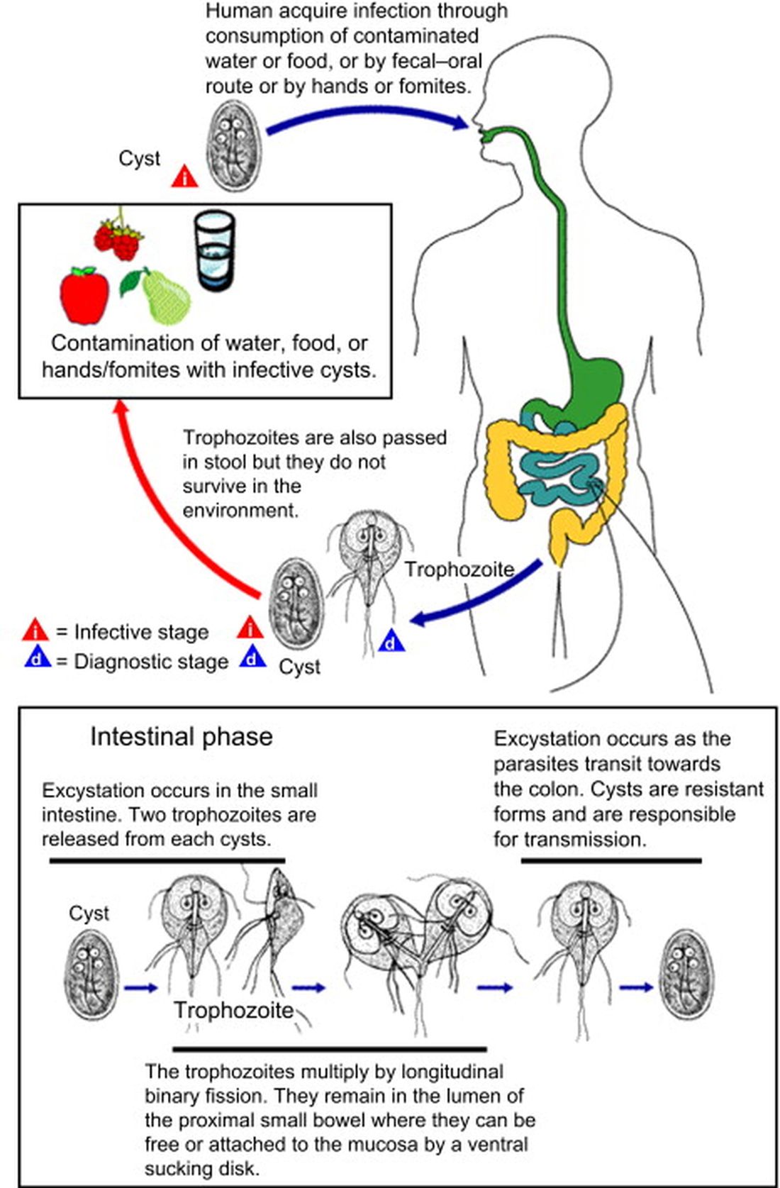 Graphic of Giardia life cycle.