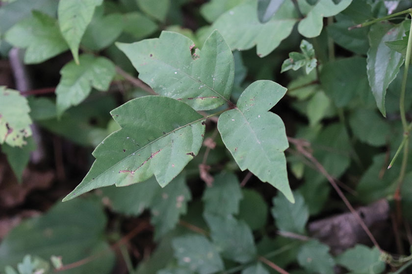 Poison ivy consists of 3 terminal leaves.