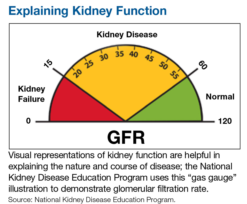 Explaining Kidney Function