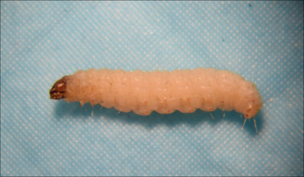Cream Small Worm Eater Creature