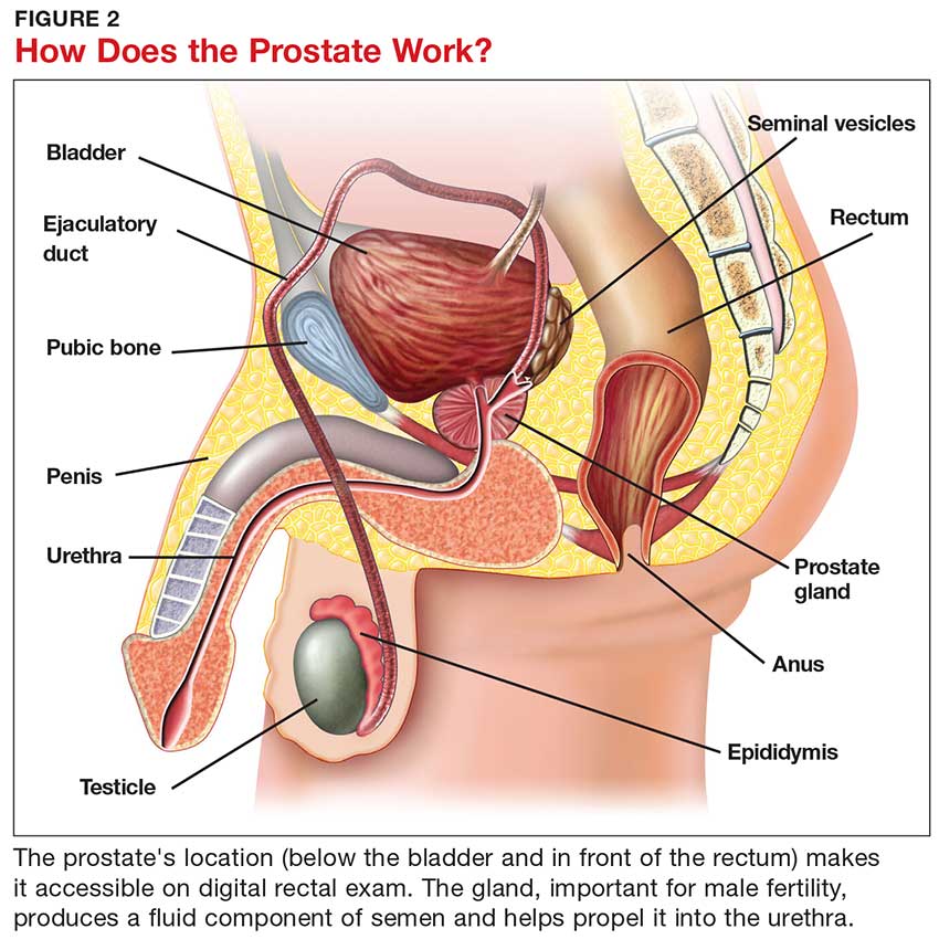Albums 93+ Images where is the prostate located on a man pictures Latest