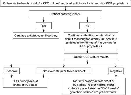 New Group B Strep Guidelines Clarify Management Of Key Groups | MDedge ...