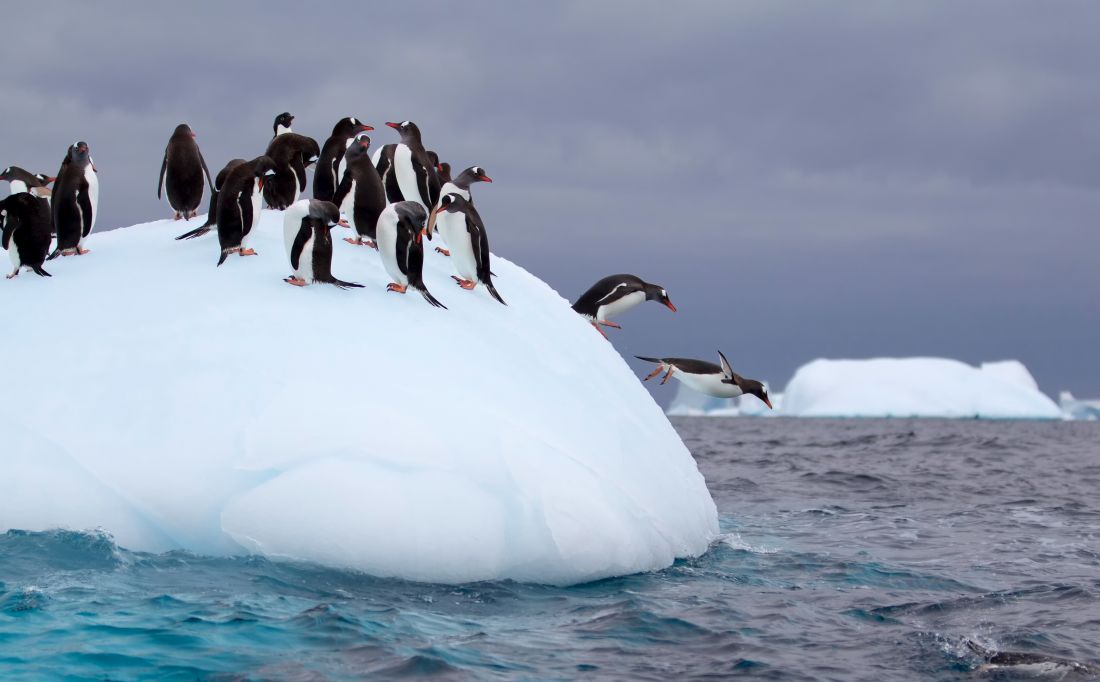 Gentoo penguins jumping off an iceberg in Antarctic waters.