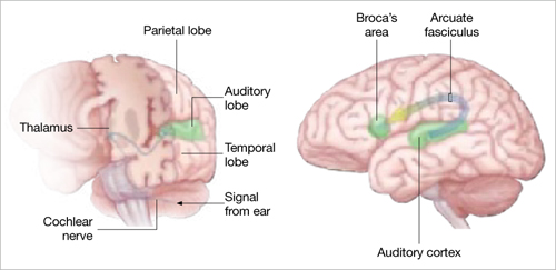 schizophrenia auditory hallucinations