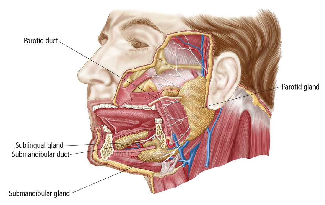 Presentation Is Key To Diagnosing Salivary Gland Disorders MDedge 