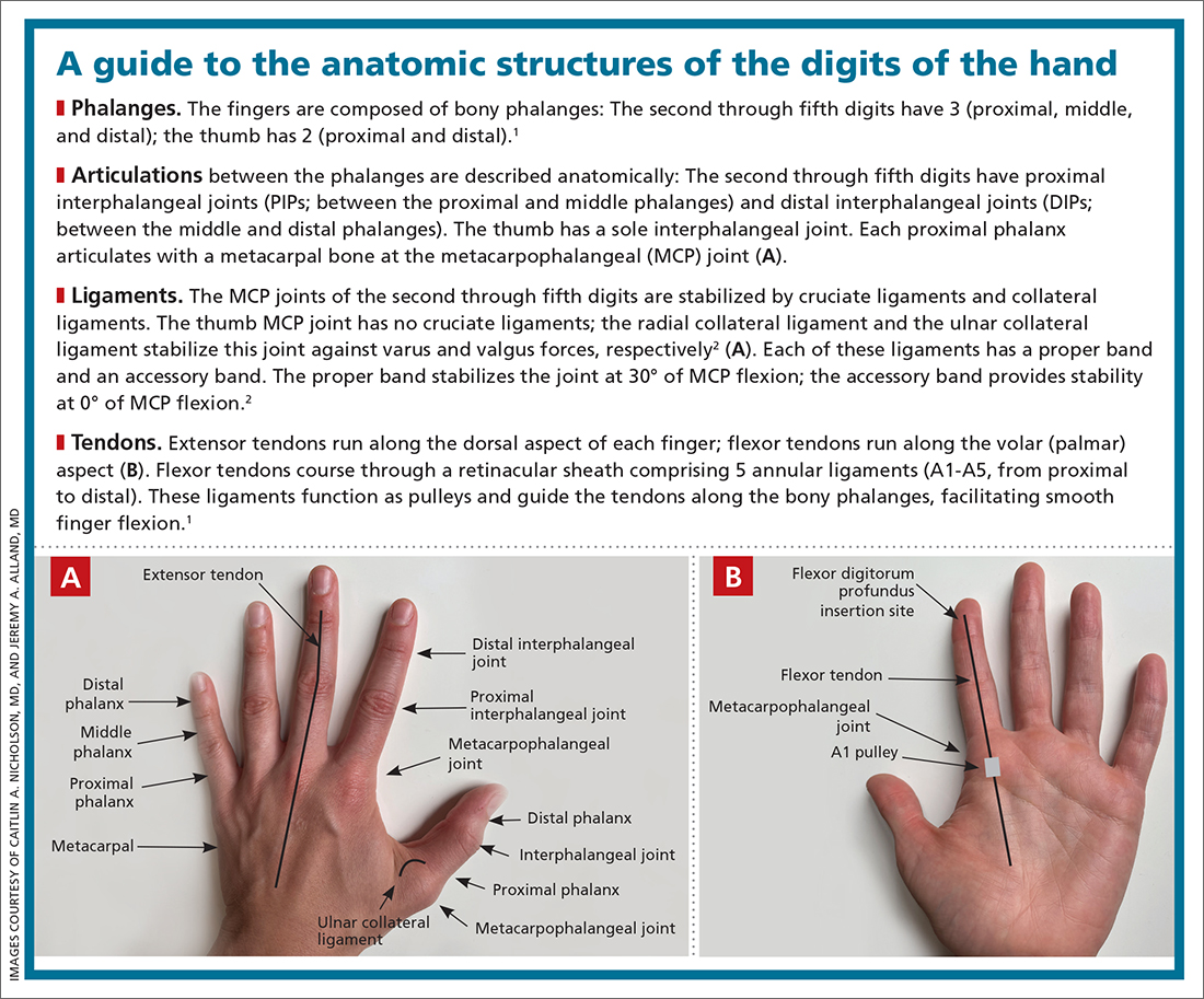 A guide to the anatomic structures of the digits of the hand