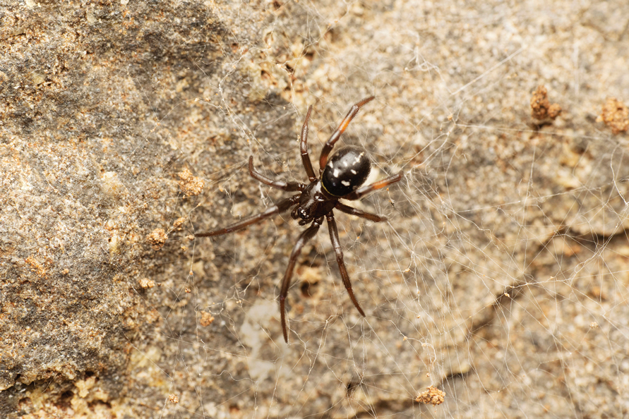 Synanthropic spiders, including the global invasive noble false widow  Steatoda nobilis, are reservoirs for medically important and antibiotic  resistant bacteria