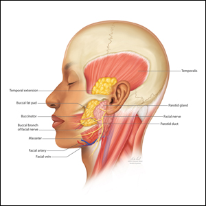 Anatomy of the buccal fat pad, noting its temporal extension and relationship to the parotid gland, parotid duct, and facial nerve