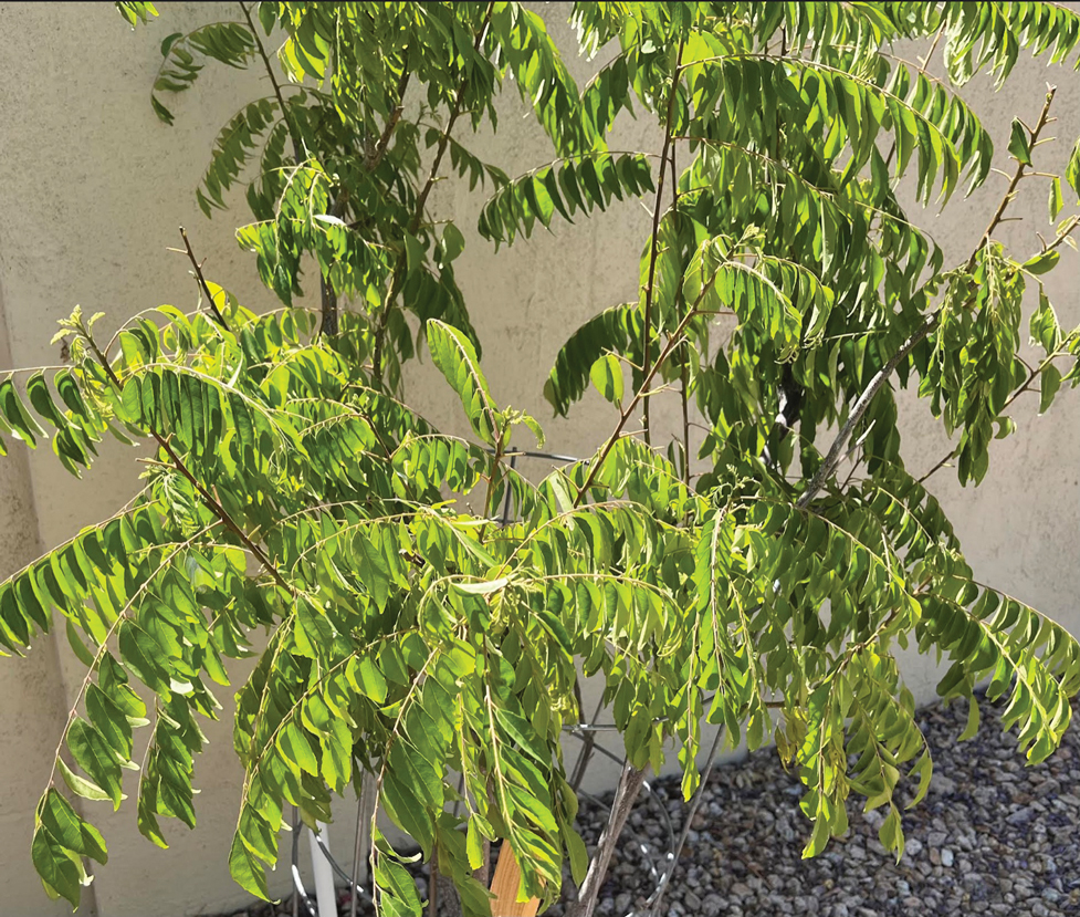 Leaves of a neem plant (Azadirachta indica).