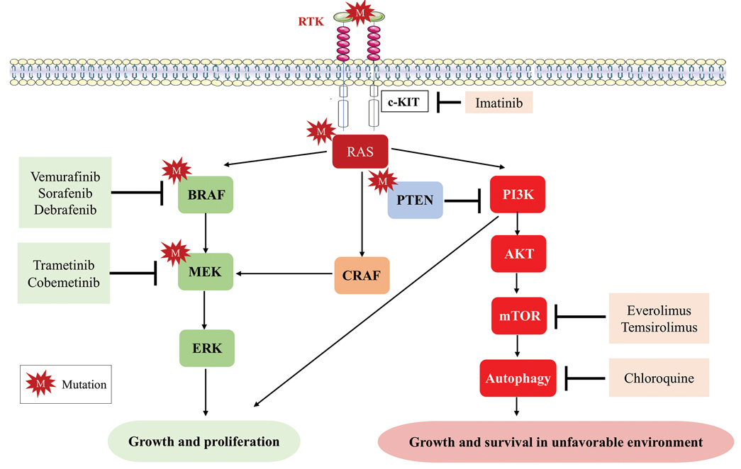 Binding of ligands to receptors with tyrosine kinase activity (eg, c-KIT) promotes the activation of downstream signaling pathways, including RAS, CRAF, MEK, ERK (extracellular signal-regulated kinase), PI3K (phosphoinositide 3-kinase), and AKT.