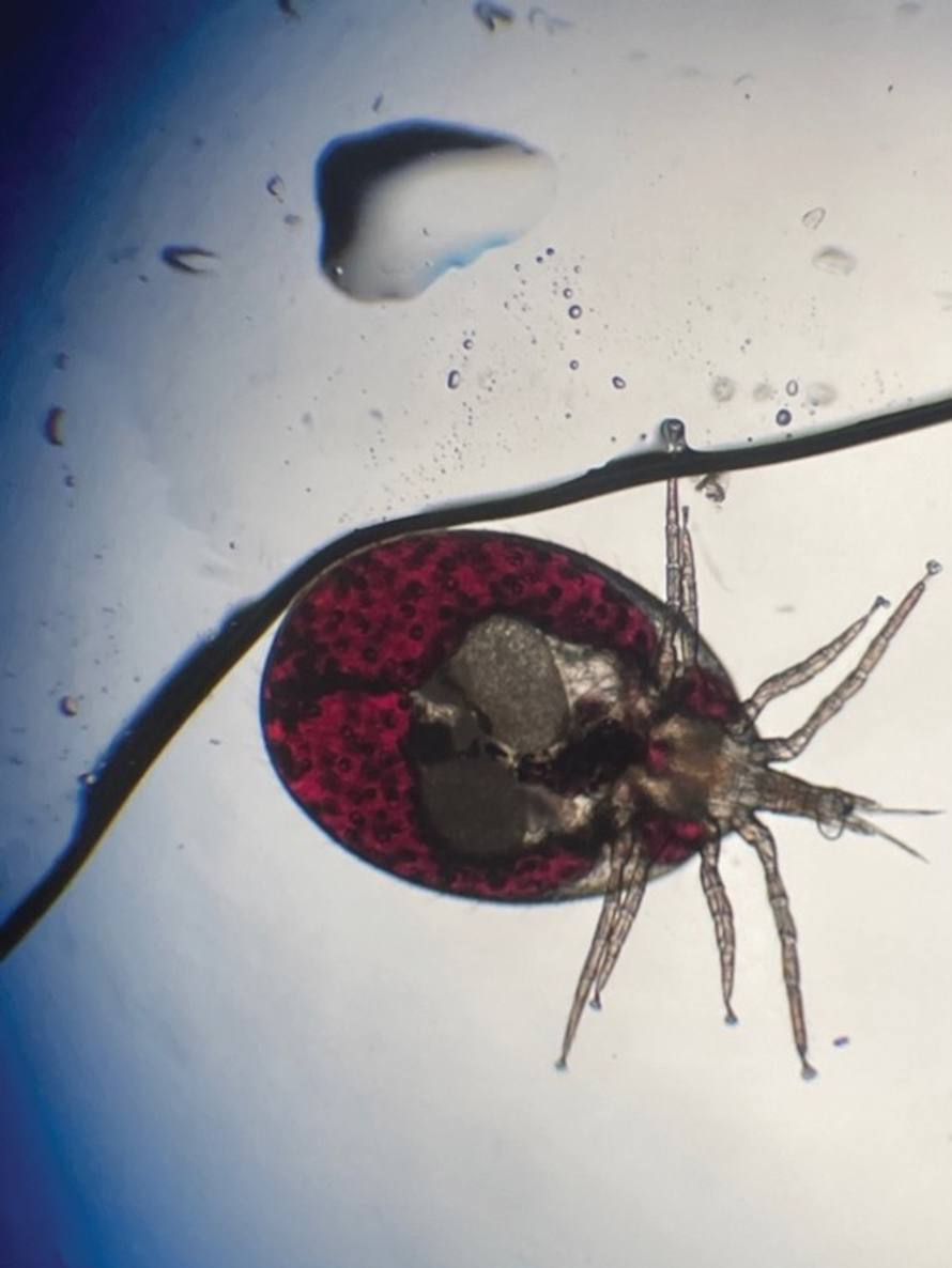 Tropical rat mite (Ornithonyssus bacoti) under microscopy