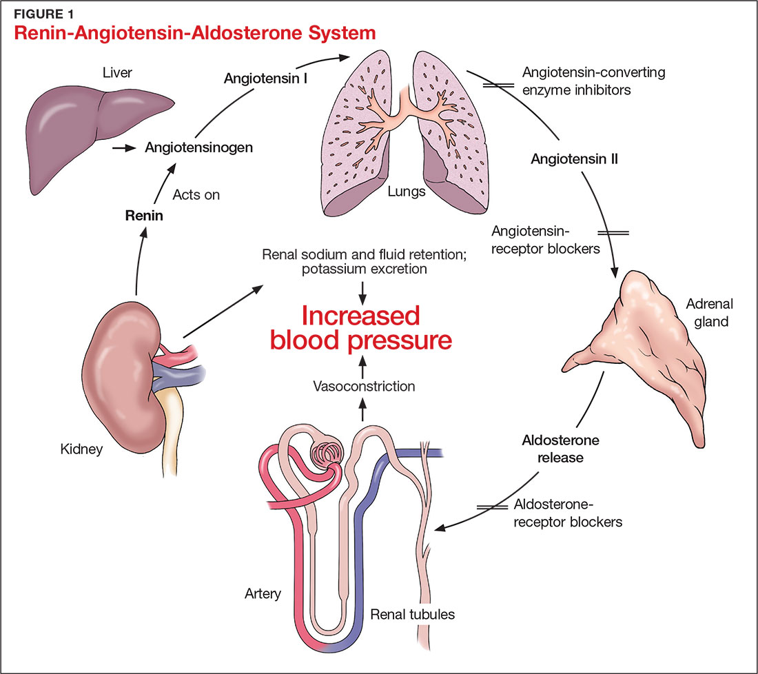 Renin-Angiotensin-Aldosterone System image