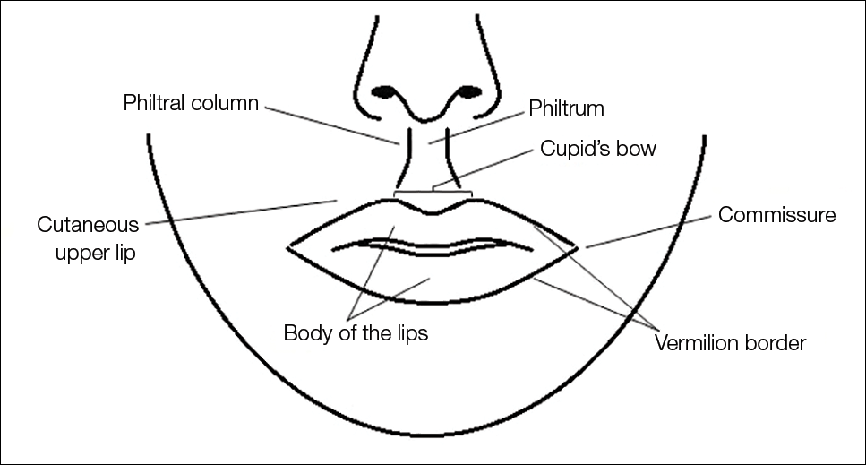 Anatomy Of The Lips Pdf Infoupdate Org