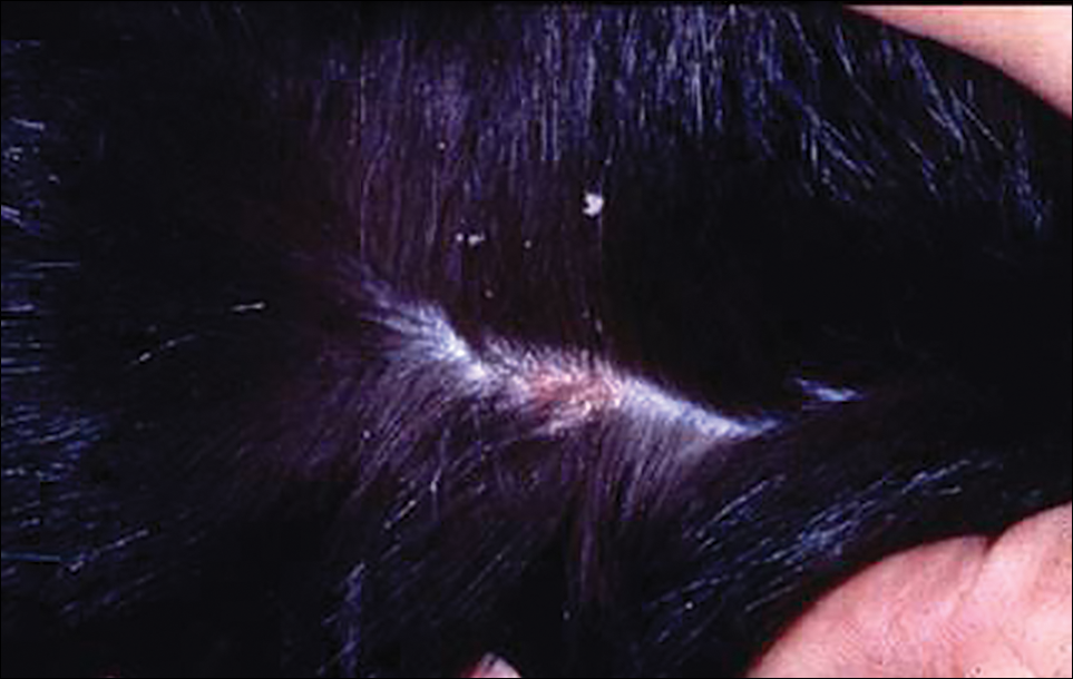 Dog Dandruff Mites Discounted Offers Www pinnaxis