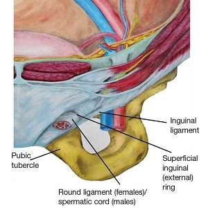 Anatomy of the Inguinal Canal