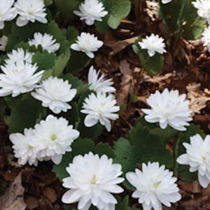 Flowered bloodroot (Sanguinaria canadensis)