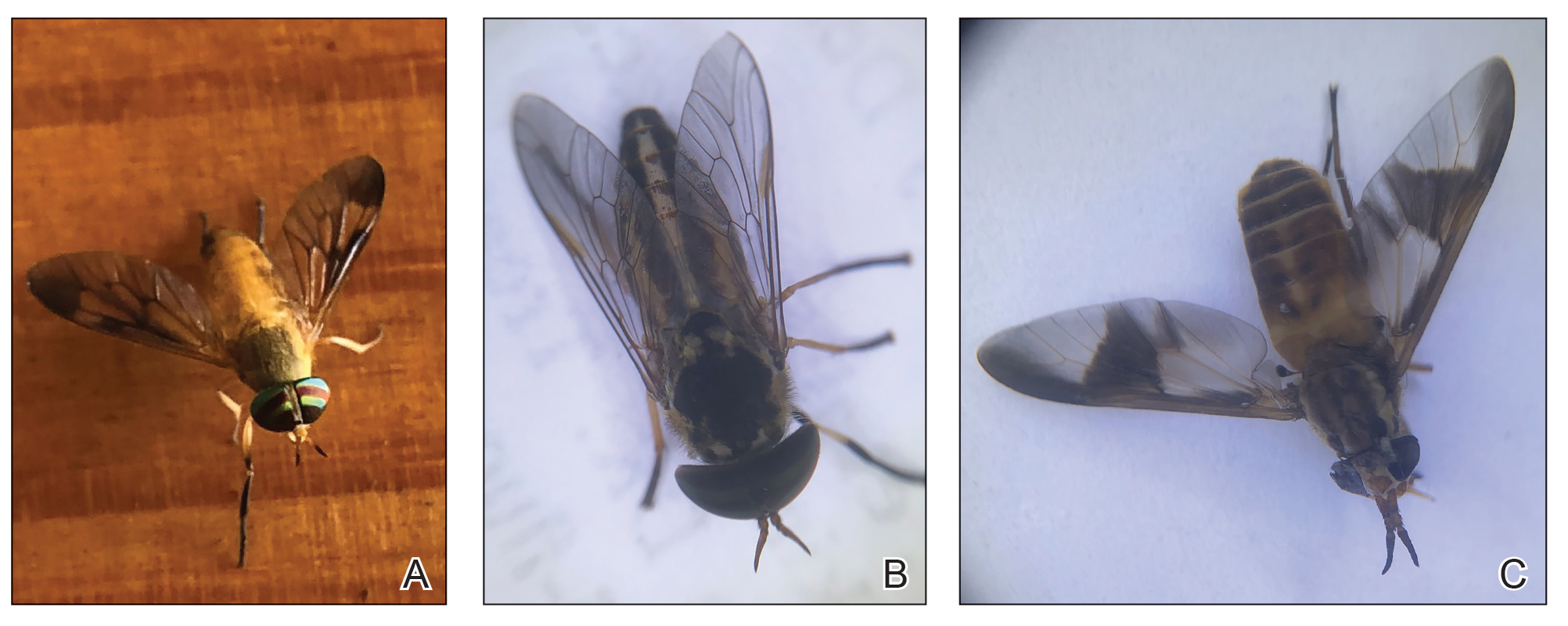 CT115004121-Fig1_ABC
