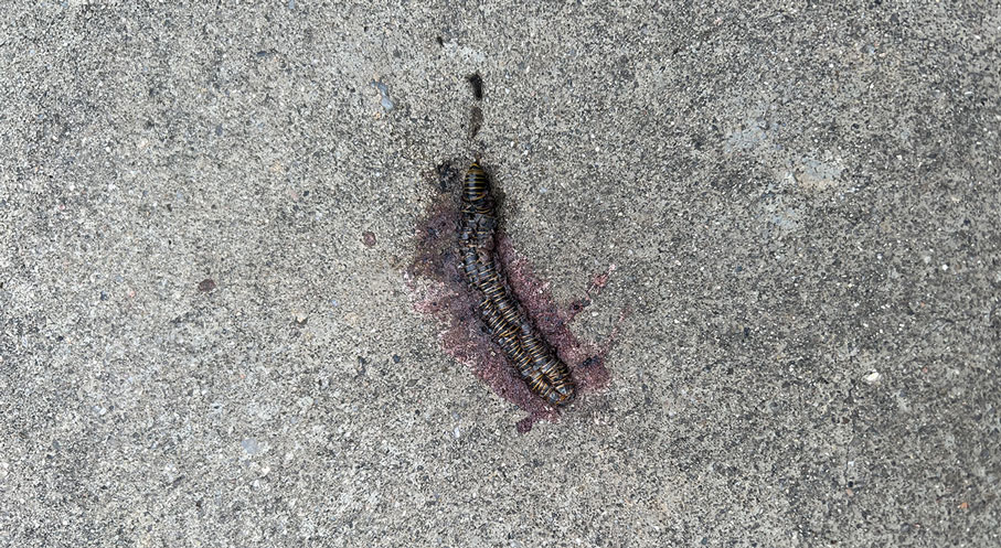 FIGURE 2. The patient crushed the millipede with her bare foot and brought it with her when she sought care.