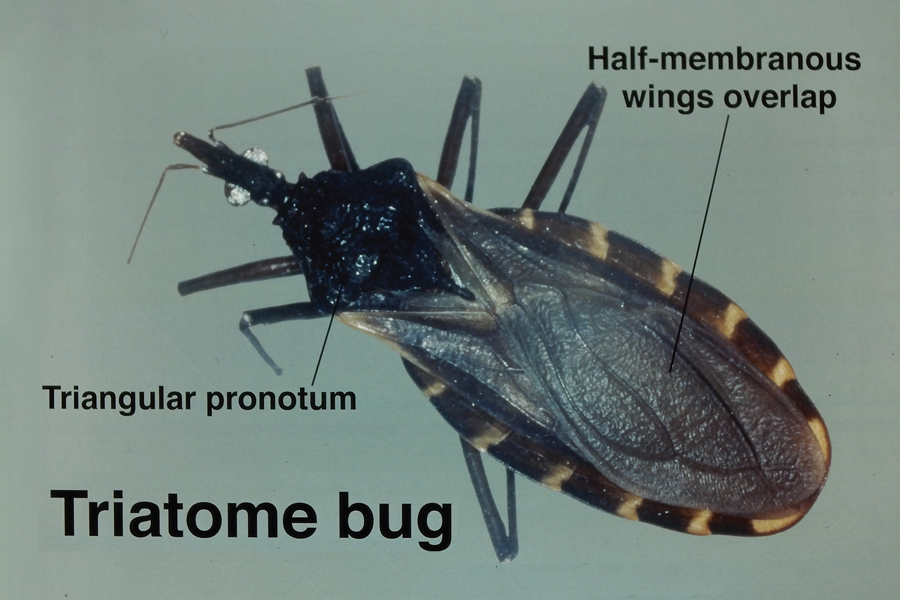 Elston-Triatomine-1