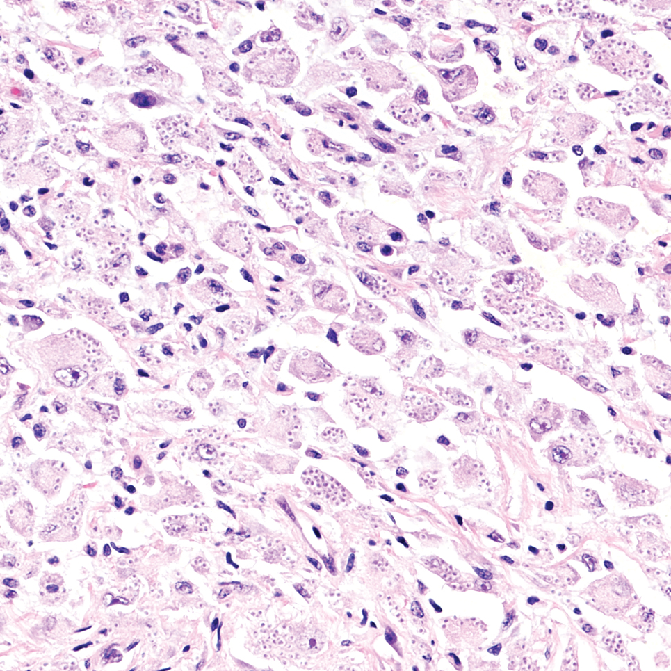Han-Dermpath-2